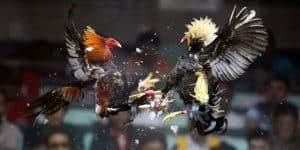 Luật chơi đá gà nòi