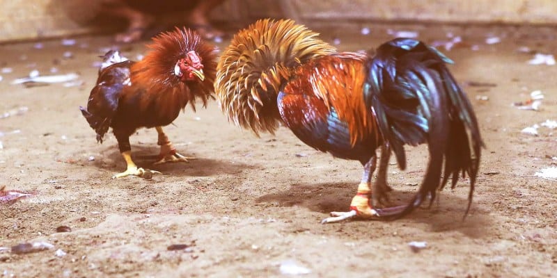 Đặt cược vào chiến kê tốt