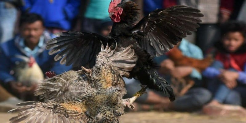 Luật chơi đá gà cơ bản