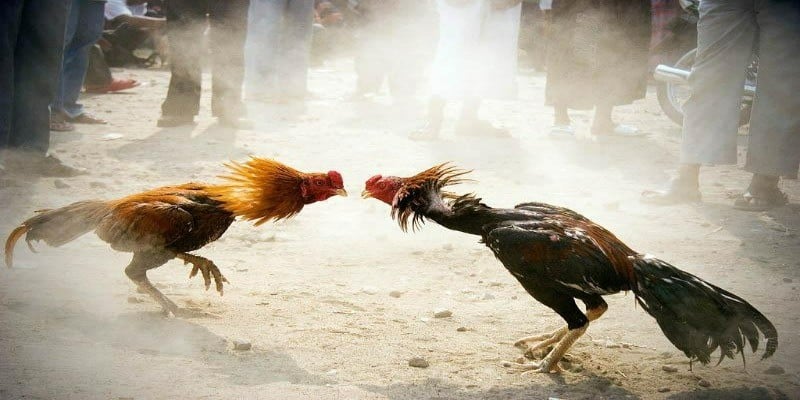 Những lưu ý chơi đá gà dễ thắng