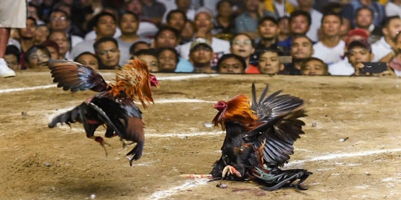 Sơ lược về đá gà cựa sắt